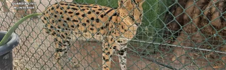 Zoo ilegal en Castellón