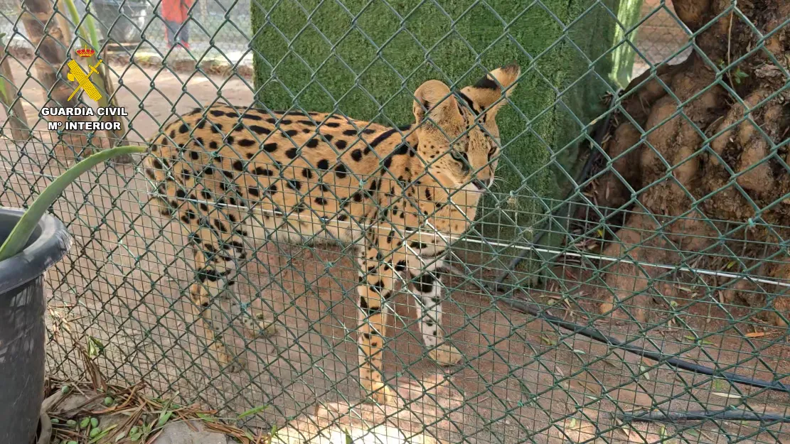 Zoo ilegal en Castellón